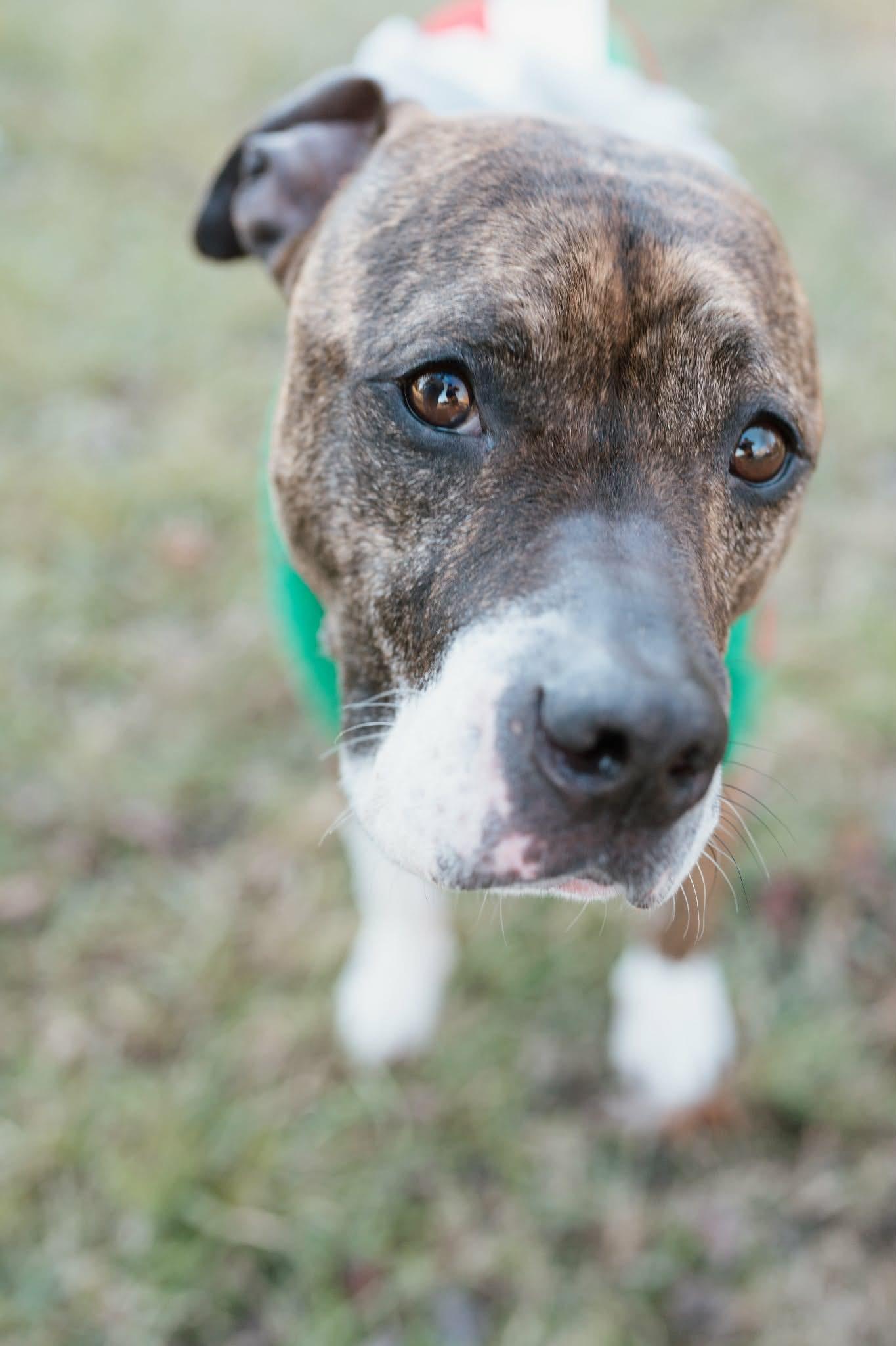 Enlarge Havanah, a ADOPTABLE mixed breed in Ayden, NC image 2/5