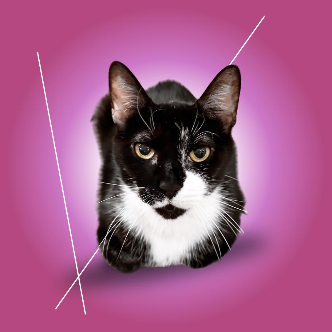 Cora, ADOPTABLE, Adult Female Domestic Short Hair.