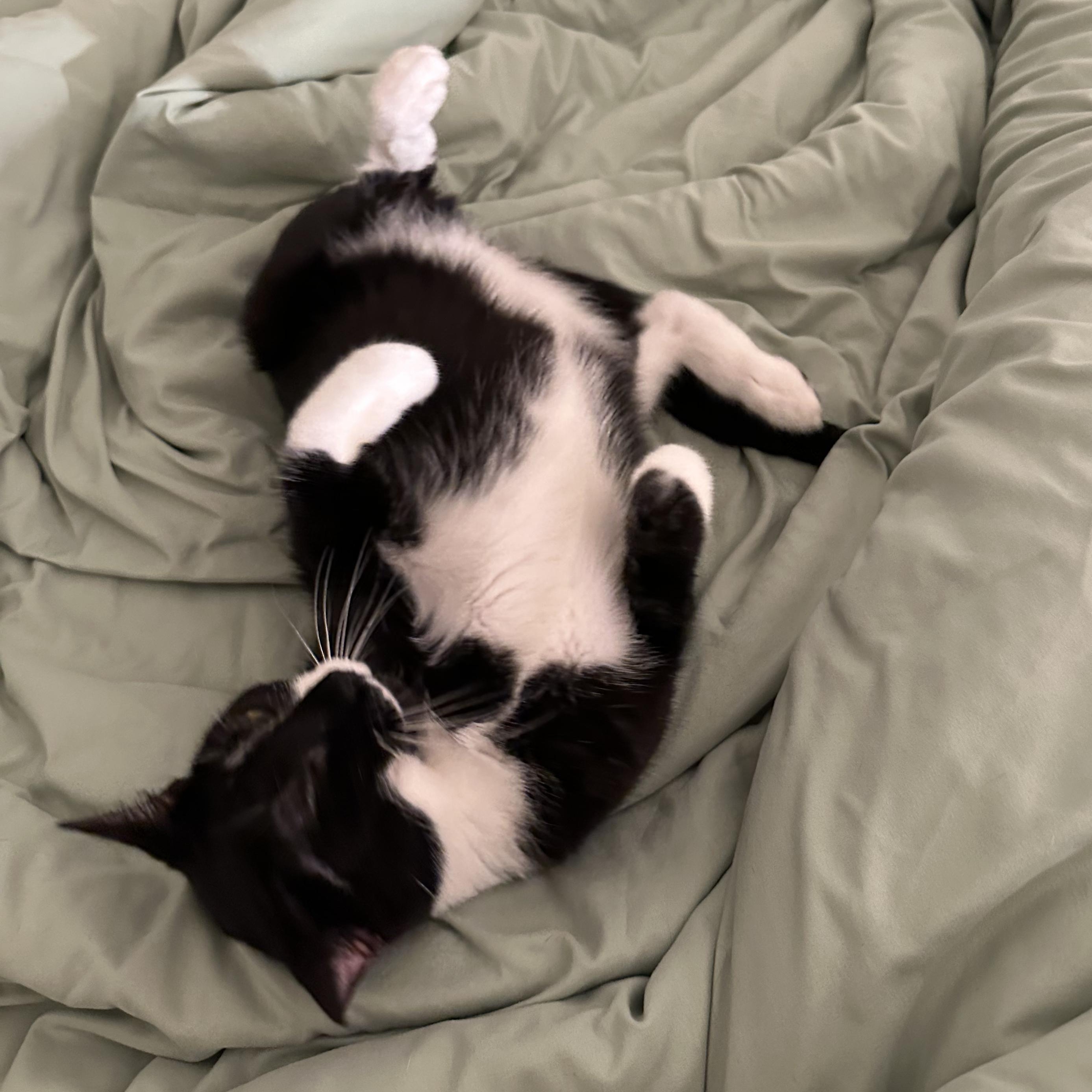 Enlarge Cora, a ADOPTABLE mixed breed in New york, NY image 2/3