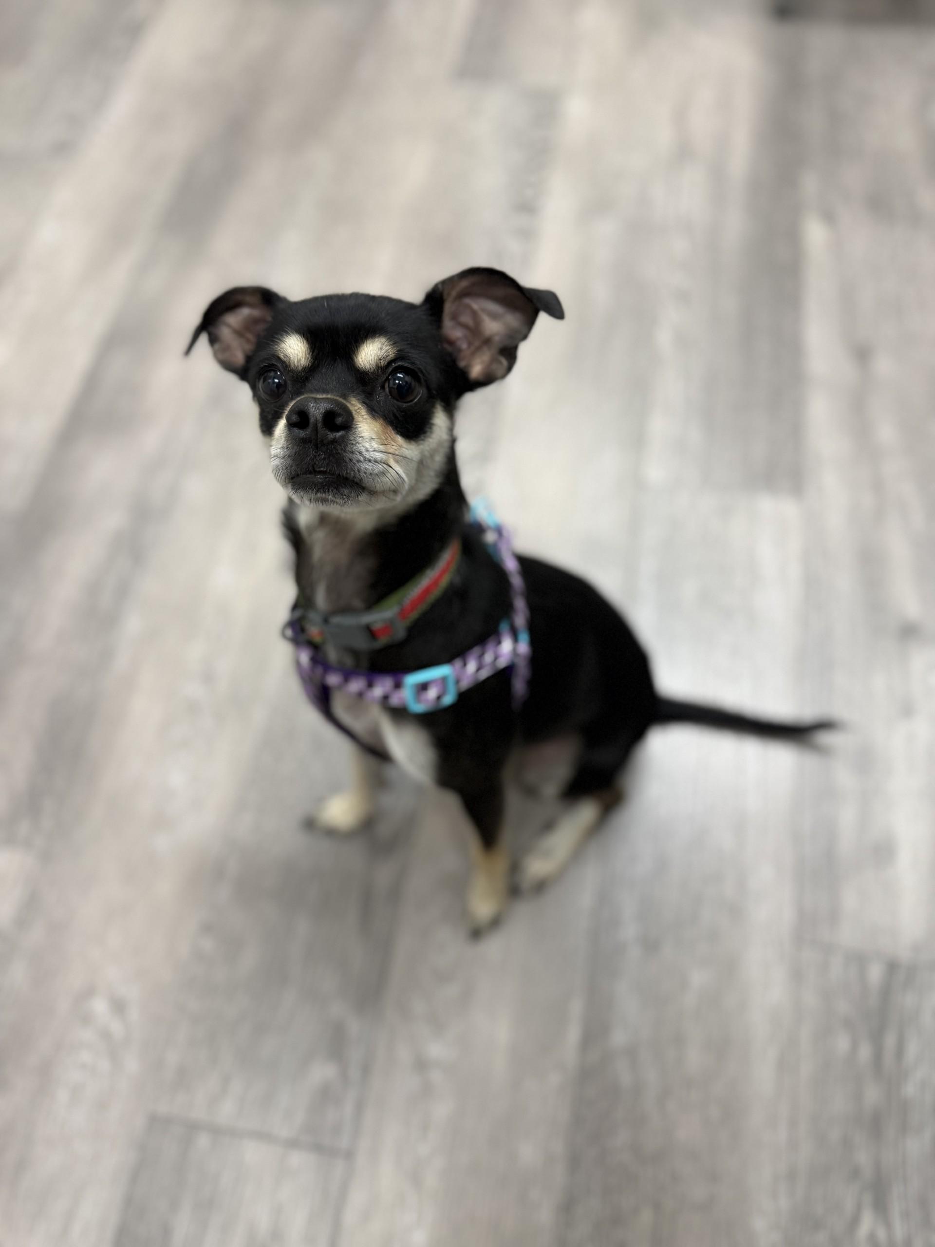 Shakira, a Adoptable mixed breed in Los Alamitos, CA image 4/6