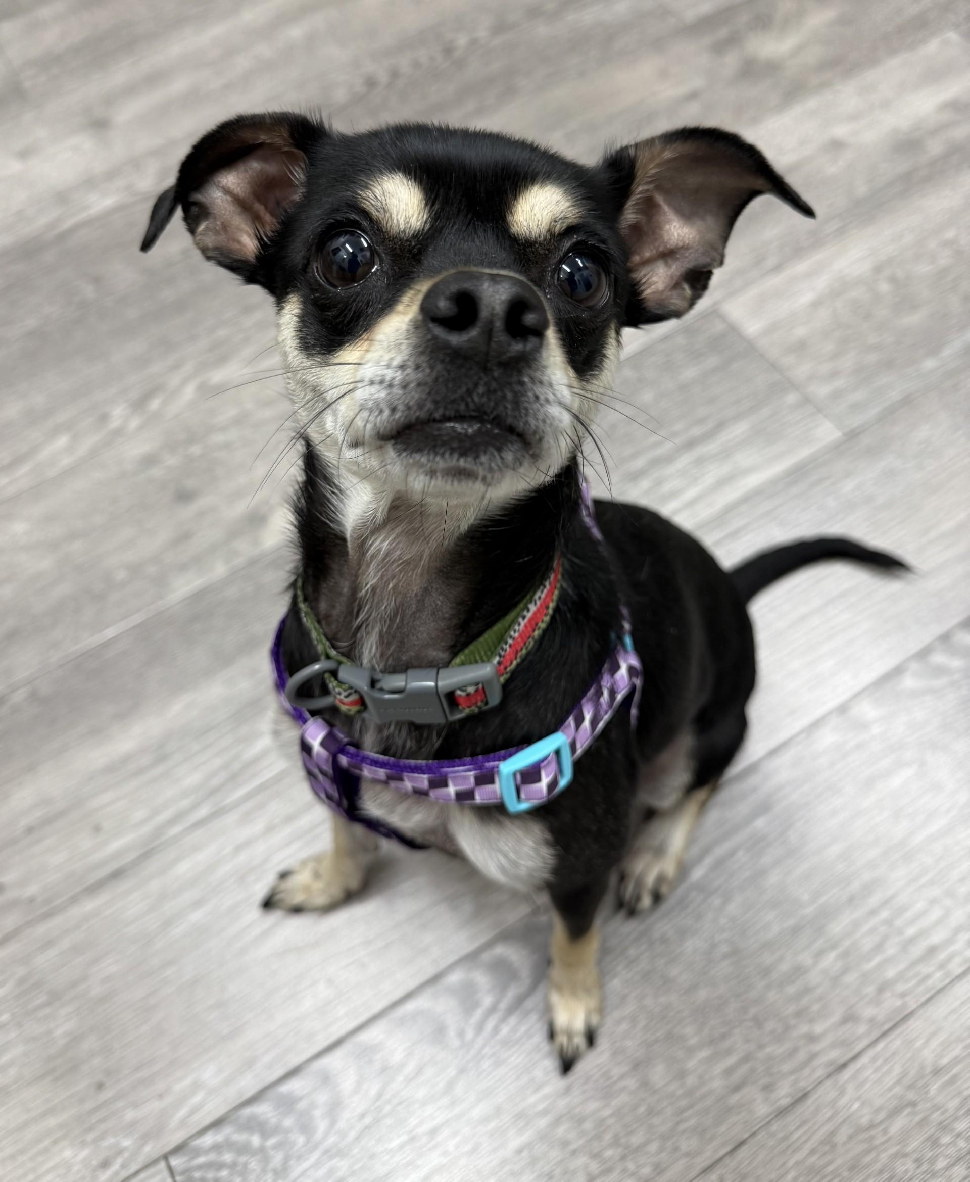 Shakira, a Adoptable mixed breed in Los Alamitos, CA image 5/6