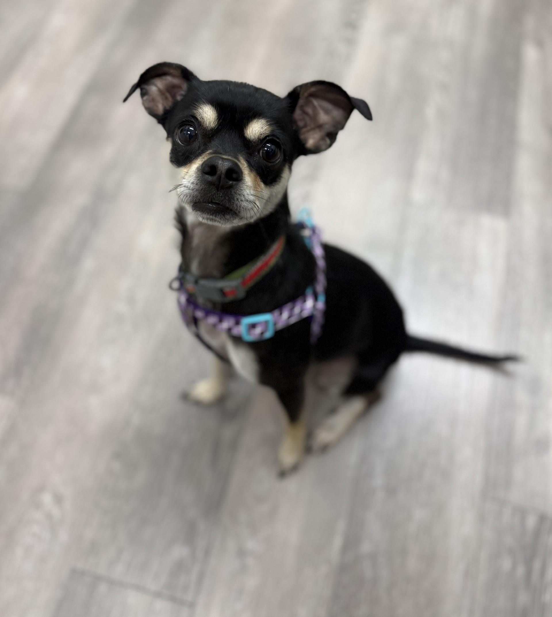 Shakira, a Adoptable mixed breed in Los Alamitos, CA image 2/6