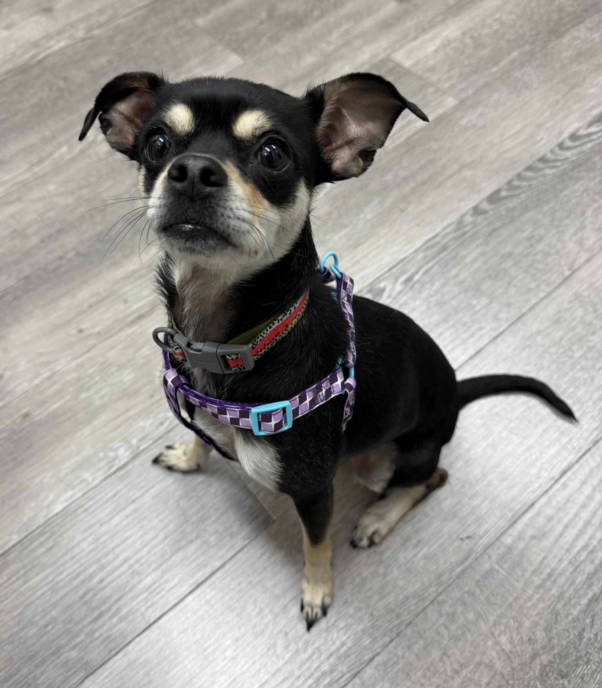 Shakira, a Adoptable mixed breed in Los Alamitos, CA image 6/6