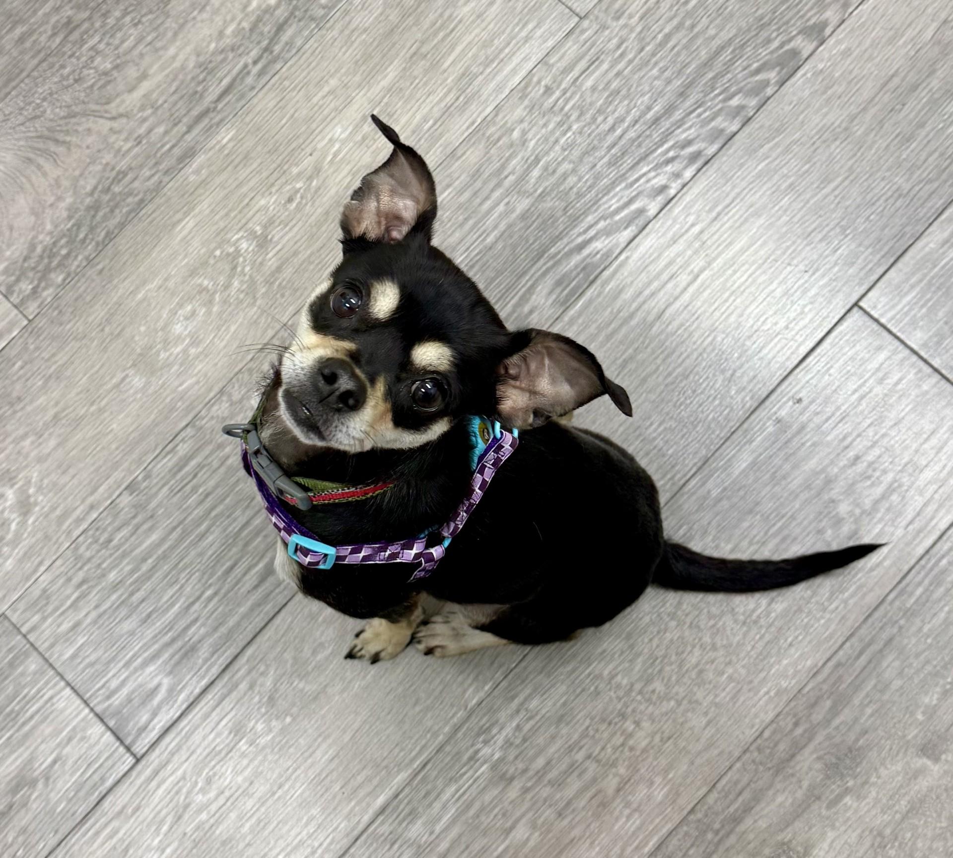 Shakira, a Adoptable mixed breed in Los Alamitos, CA image 3/6