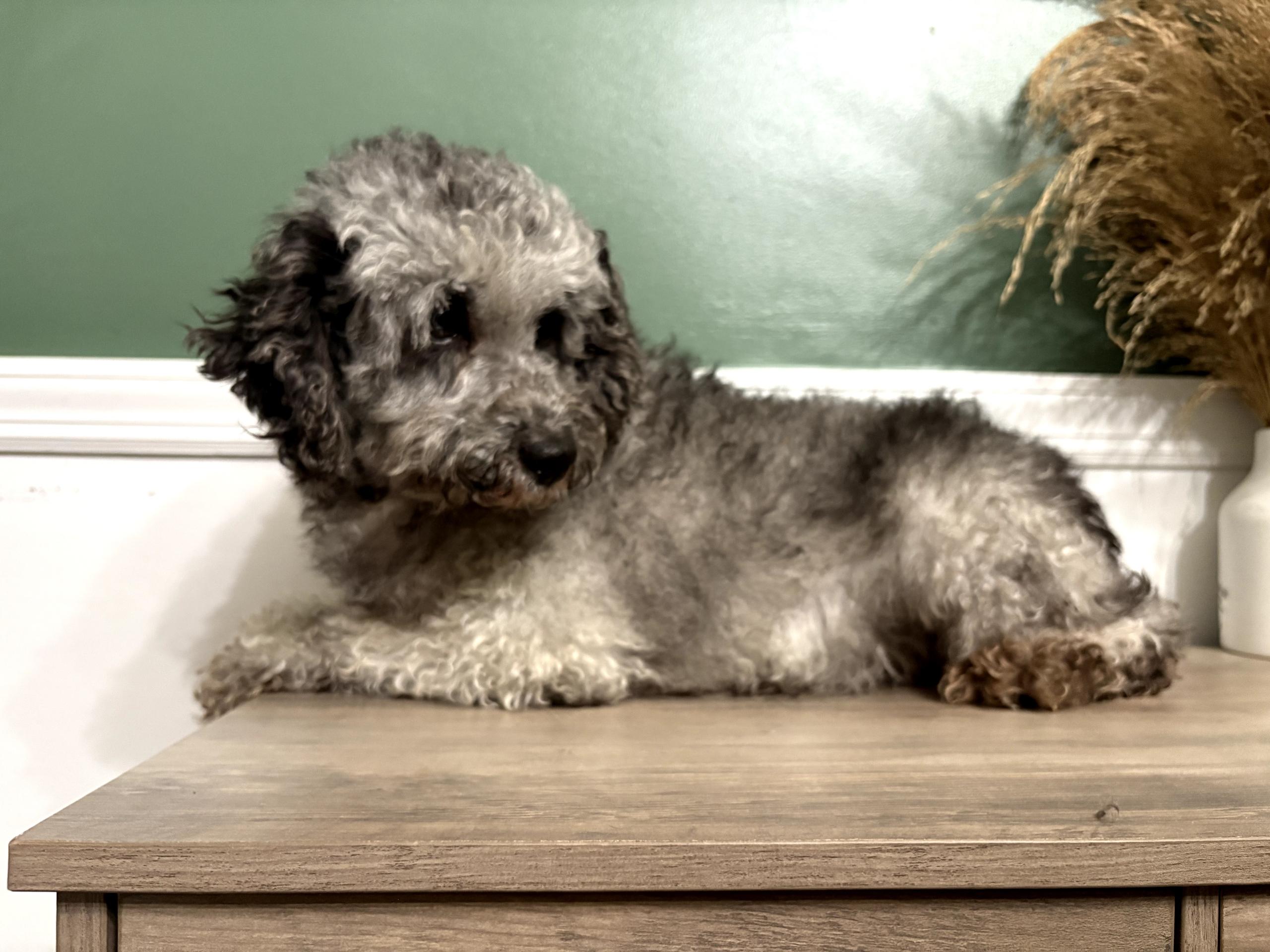 Smoochie, a Adopted Cockapoo in Franklinville, NJ image 1/2