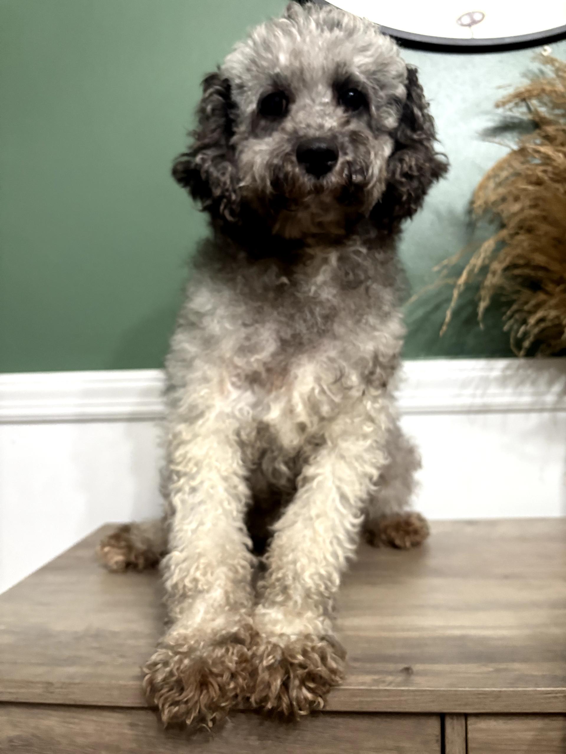 Smoochie, a Adopted Cockapoo in Franklinville, NJ image 2/2