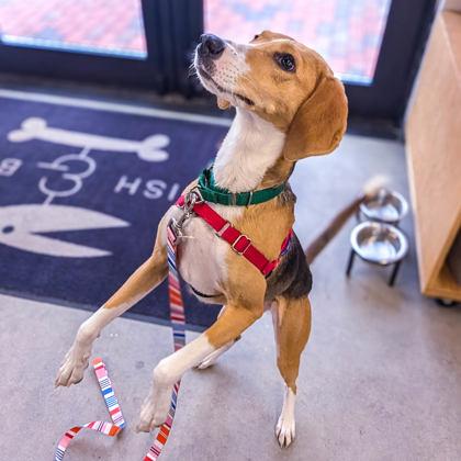 Foxy Brown, ADOPTABLE, Adult Female Beagle.