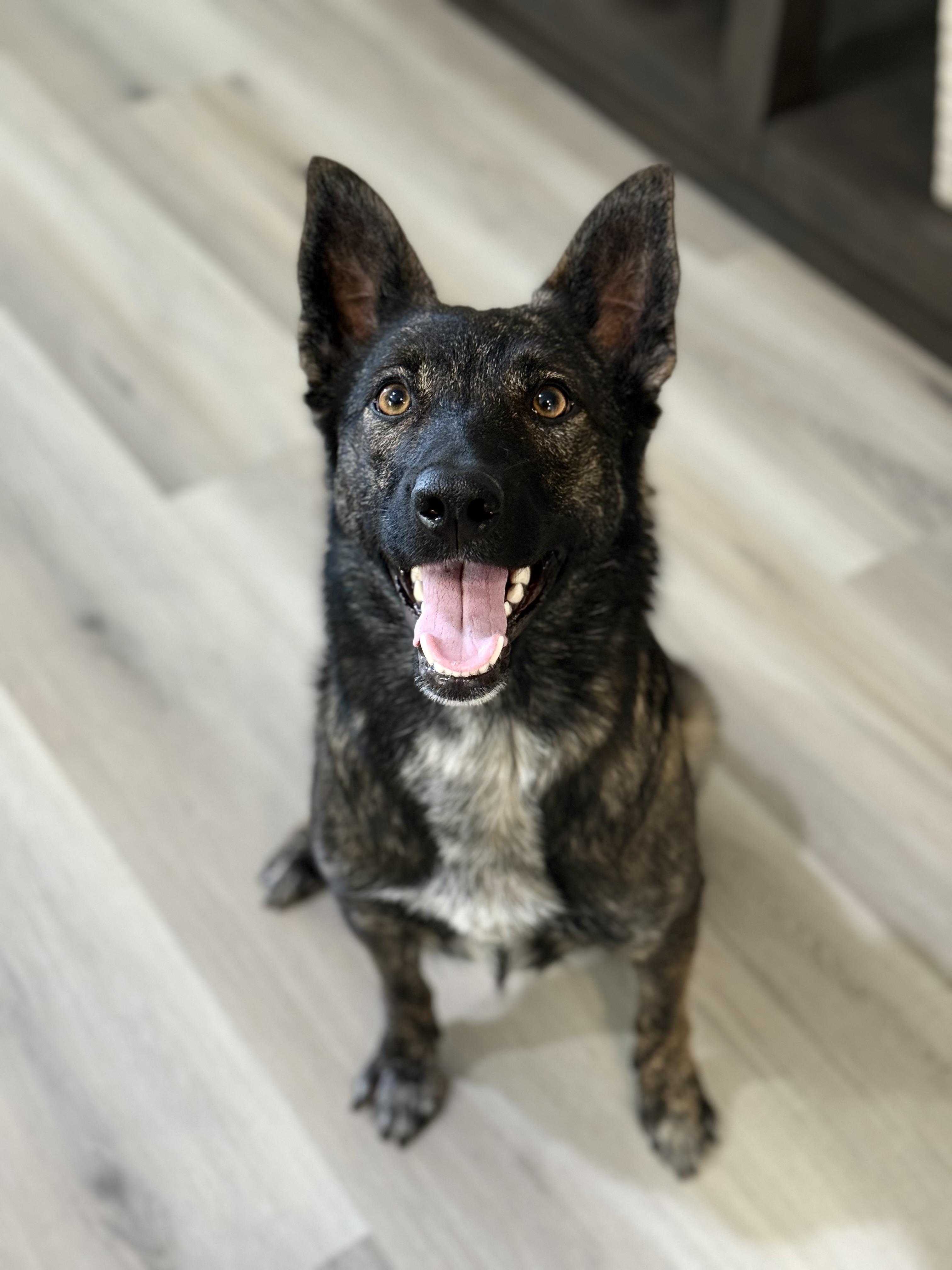 Enlarge Sage, an adoptable mixed breed in Weston, MA image 1/3