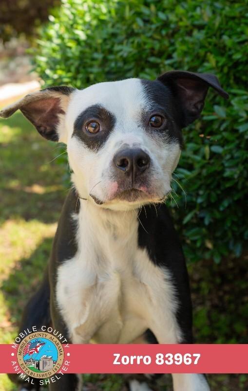 Enlarge Zorro, a Adoptable Labrador Retriever in Mobile, AL image 1/2