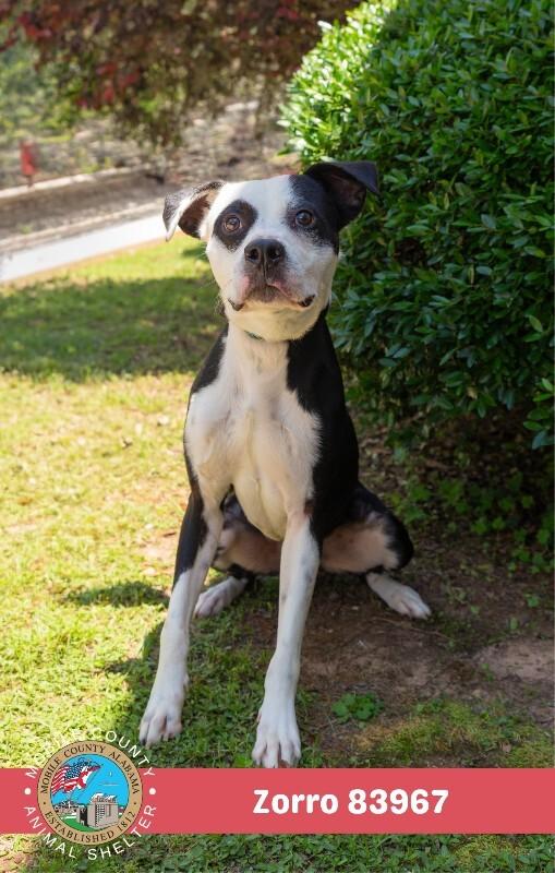 Enlarge Zorro, a Adoptable Labrador Retriever in Mobile, AL image 2/2