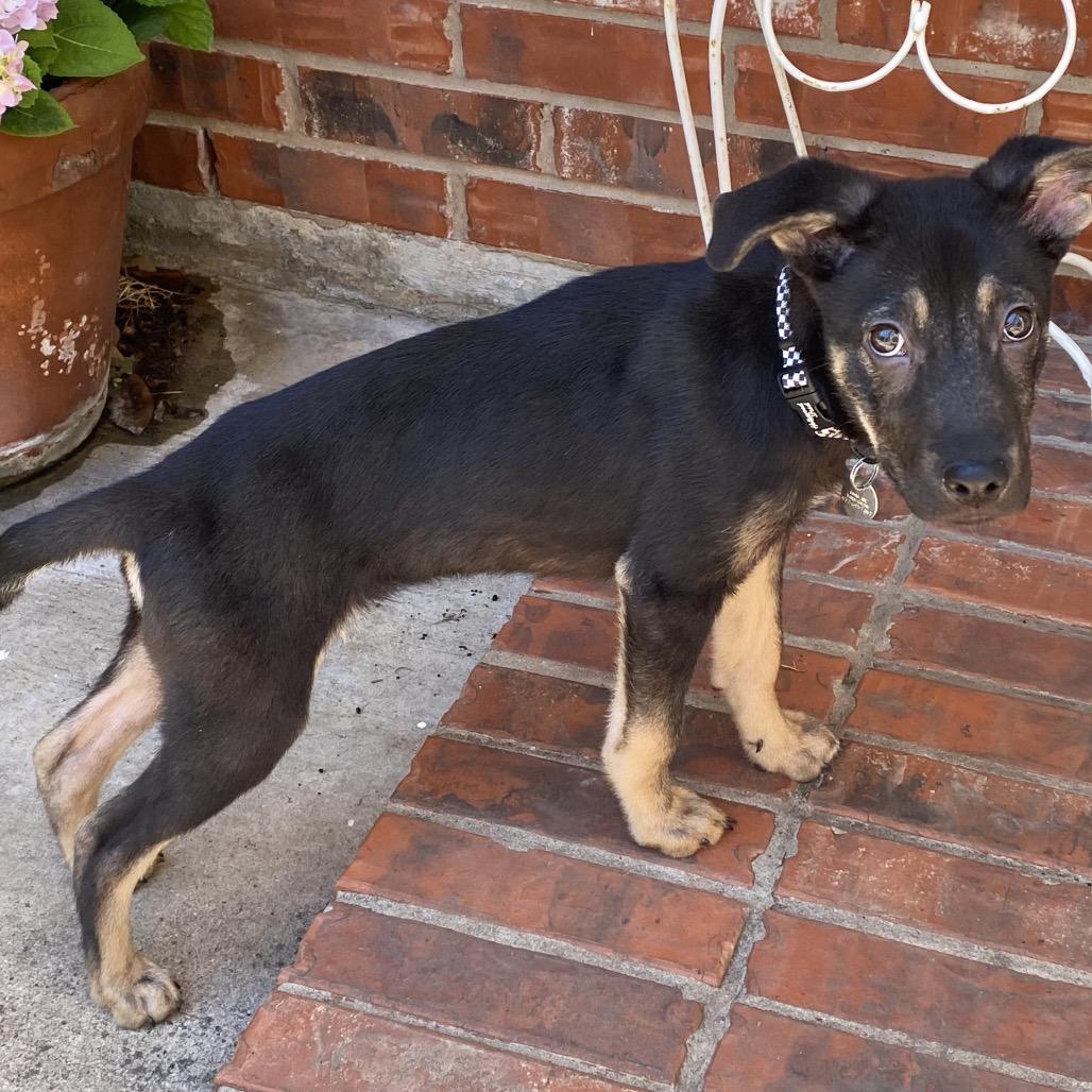 Enlarge Ollie, a Adoptable mixed breed in Flower Mound, TX image 1/6