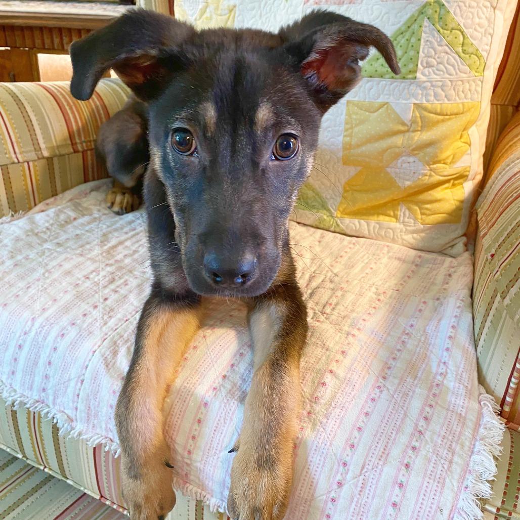 Enlarge Ollie, a Adoptable mixed breed in Flower Mound, TX image 2/6