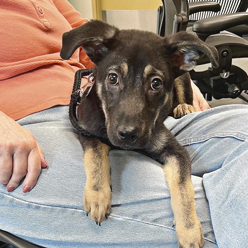 Enlarge Ollie, a Adoptable mixed breed in Flower Mound, TX image 3/6