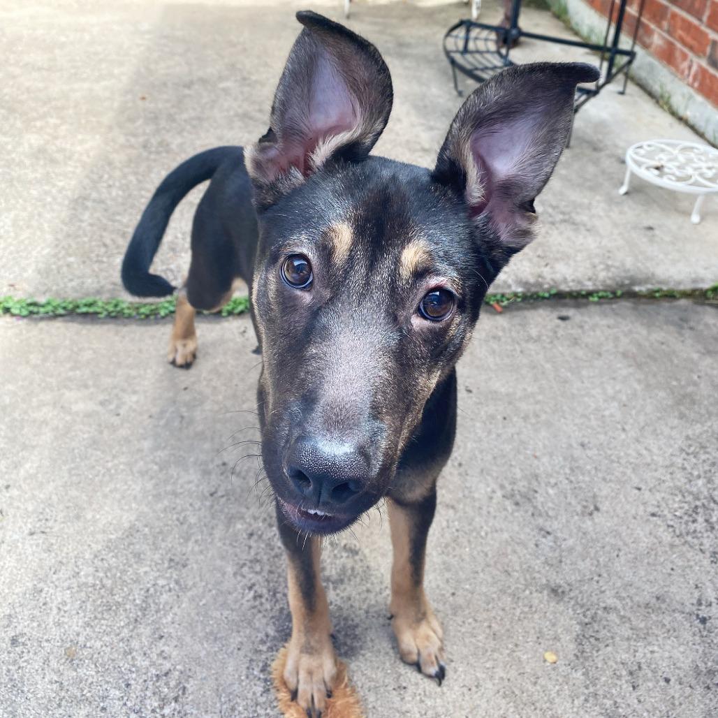 Enlarge Ollie, a Adoptable mixed breed in Flower Mound, TX image 4/6