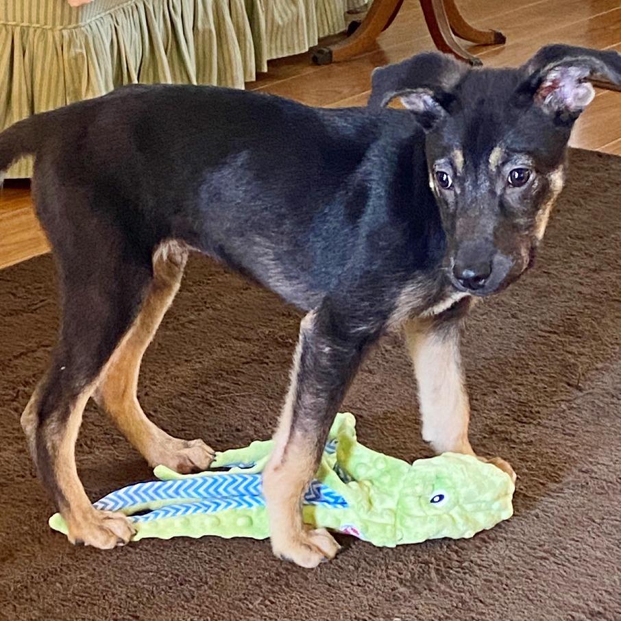 Enlarge Ollie, a Adoptable mixed breed in Flower Mound, TX image 5/6