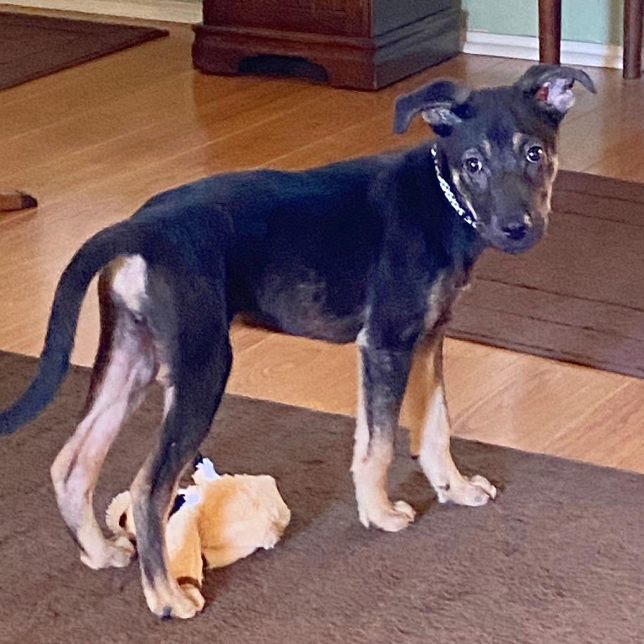 Enlarge Ollie, a Adoptable mixed breed in Flower Mound, TX image 6/6