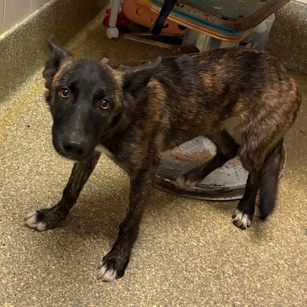 IVHS-Stray-144026, ADOPTABLE, Young • Male, Dutch Shepherd.