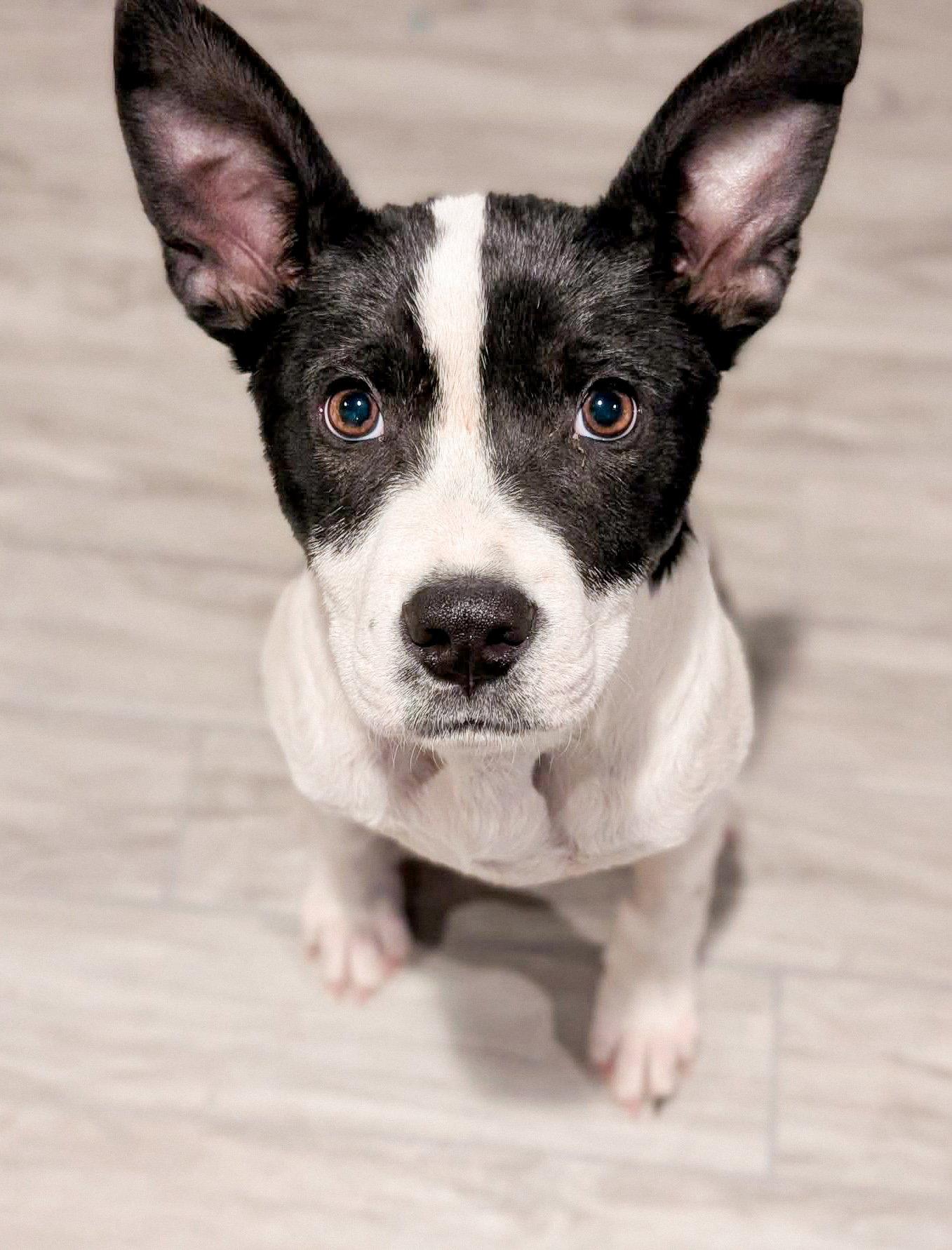 Colton, Adoptable, Young Male Boston Terrier & Border Collie.