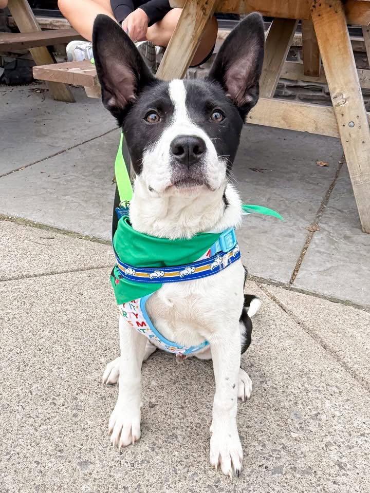 Enlarge Colton, a Adoptable mixed breed in Springville, NY image 3/3