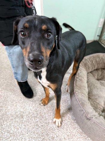 Enlarge Stanley, a ADOPTABLE mixed breed in Bedford Hills, NY image 3/3