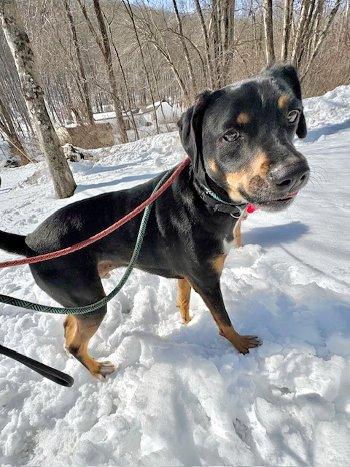 Enlarge Stanley, a ADOPTABLE mixed breed in Bedford Hills, NY image 2/3