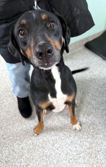 Stanley, ADOPTABLE, Young Male Labrador Retriever & Hound.