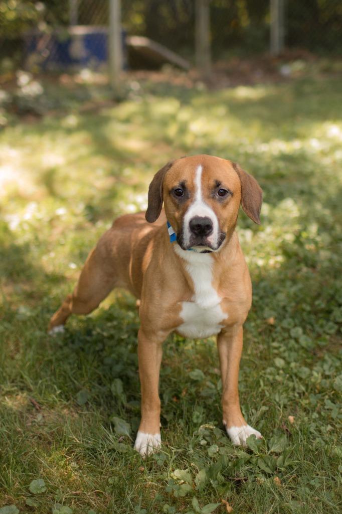 Enlarge Grotto, a Adoptable mixed breed in Chillicothe, OH image 1/2