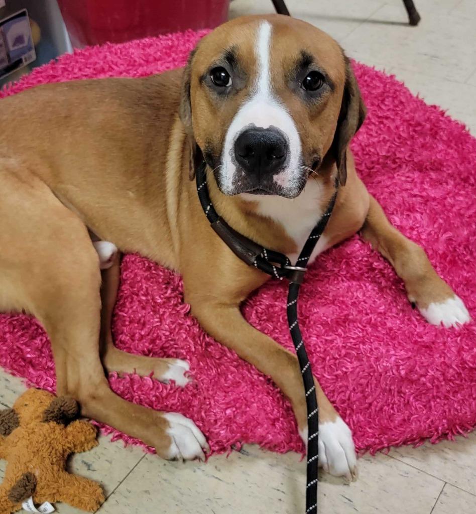 Enlarge Grotto, a Adoptable mixed breed in Chillicothe, OH image 2/2