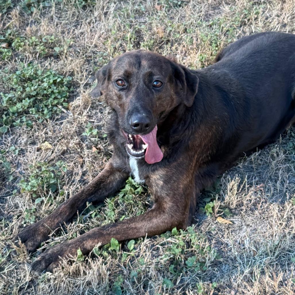 Enlarge Eva, a Adoptable mixed breed in Edinburg, TX image 1/5