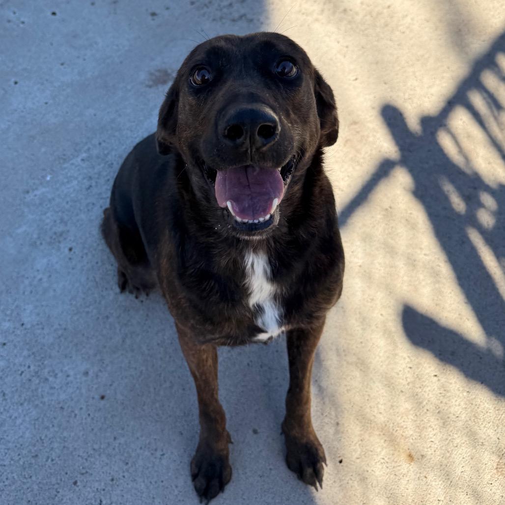 Enlarge Eva, a Adoptable mixed breed in Edinburg, TX image 2/5