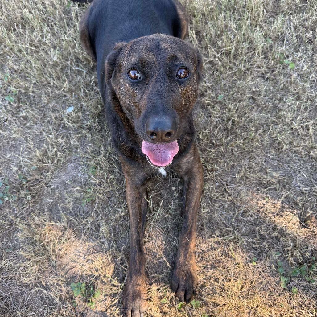 Enlarge Eva, a Adoptable mixed breed in Edinburg, TX image 3/5