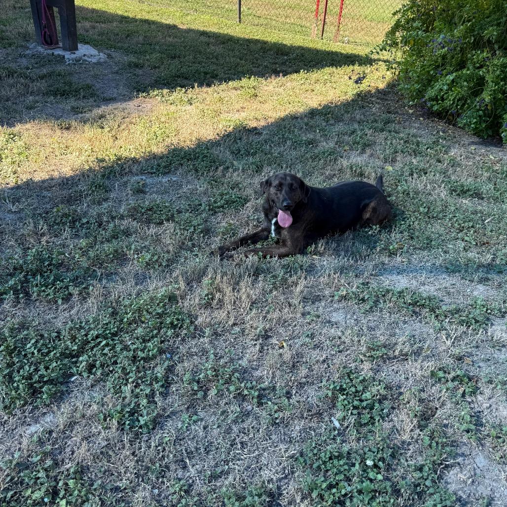 Enlarge Eva, a Adoptable mixed breed in Edinburg, TX image 4/5