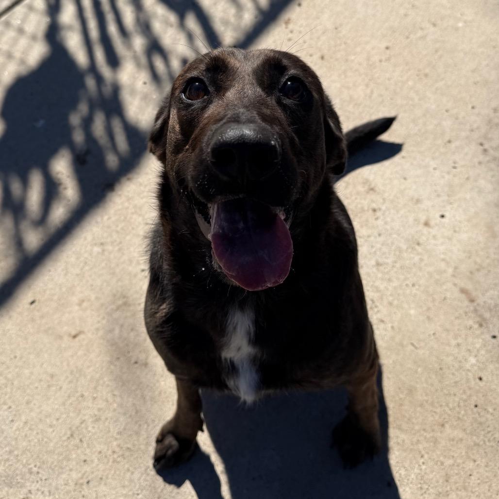 Enlarge Eva, a Adoptable mixed breed in Edinburg, TX image 5/5