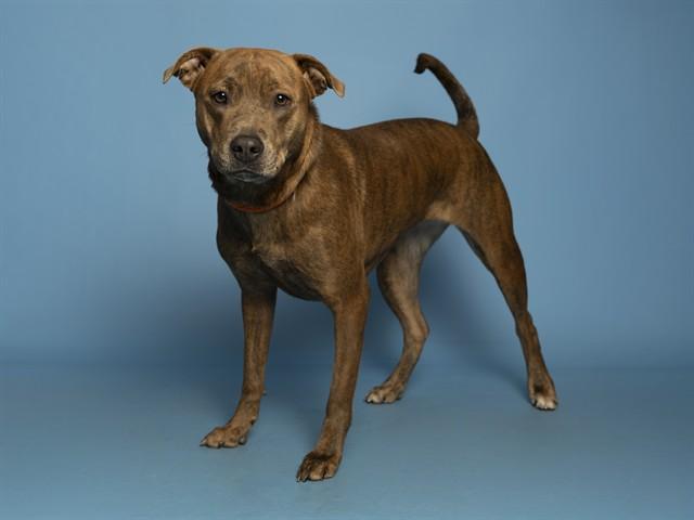 SASSY, Adoptable, Young Female Pit Bull Terrier & Carolina Dog.