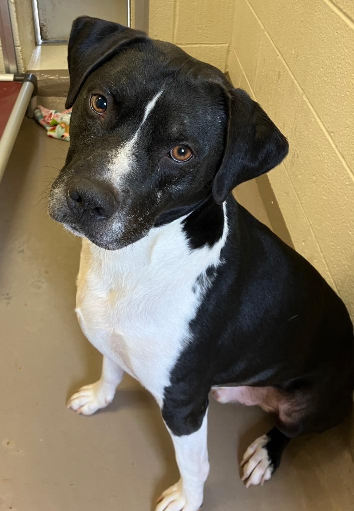 Charlie  *Sponsored Senior, Adoptable, Senior Male Pit Bull Terrier & Australian Cattle Dog / Blue Heeler.
