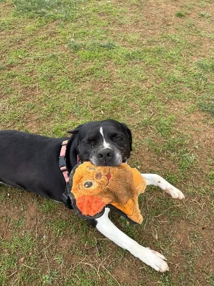 Enlarge Charlie  *Sponsored Senior, a Adoptable mixed breed in Christiansburg, VA image 2/6