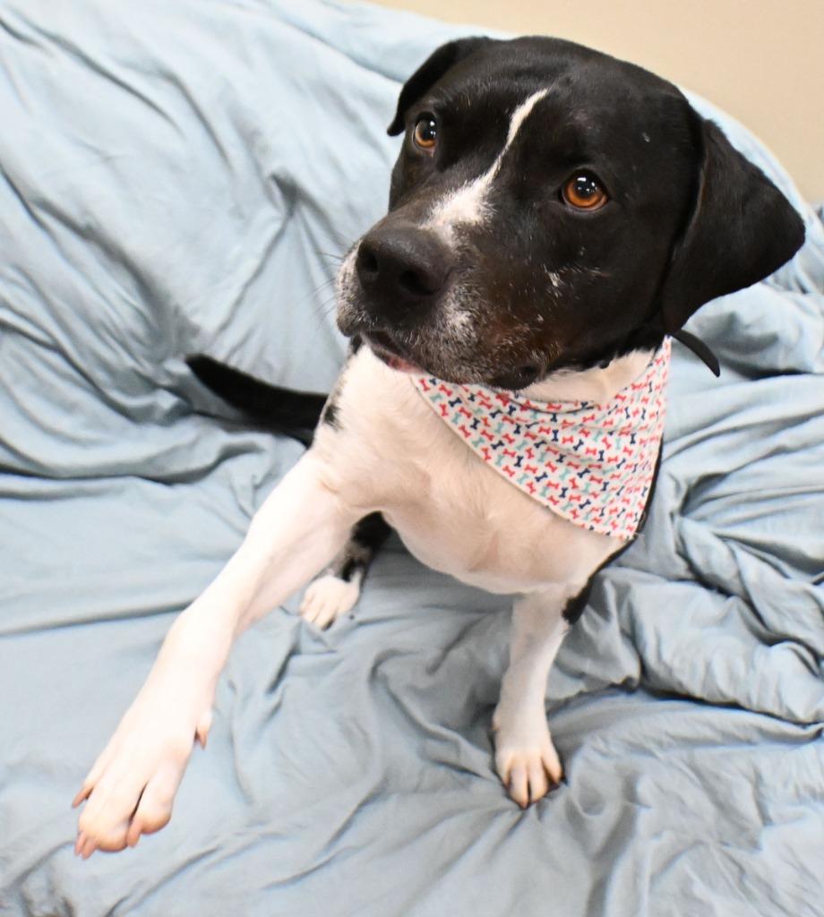 Enlarge Charlie  *Sponsored Senior, a Adoptable mixed breed in Christiansburg, VA image 4/6