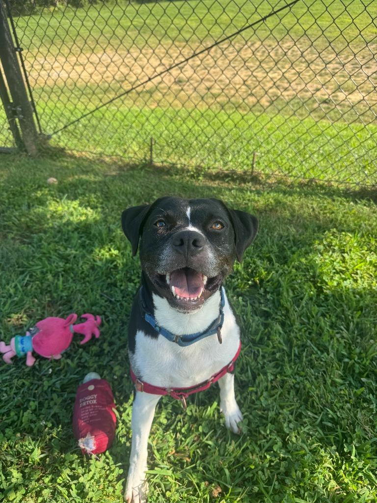 Enlarge Charlie  *Sponsored Senior, a Adoptable mixed breed in Christiansburg, VA image 5/6
