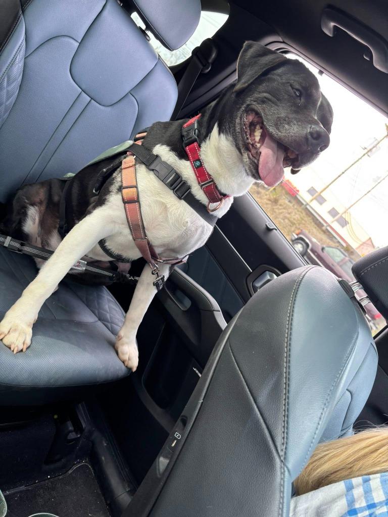 Enlarge Charlie  *Sponsored Senior, a Adoptable mixed breed in Christiansburg, VA image 6/6