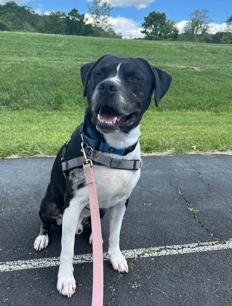 Enlarge Charlie  *Sponsored Senior, a Adoptable mixed breed in Christiansburg, VA image 4/4