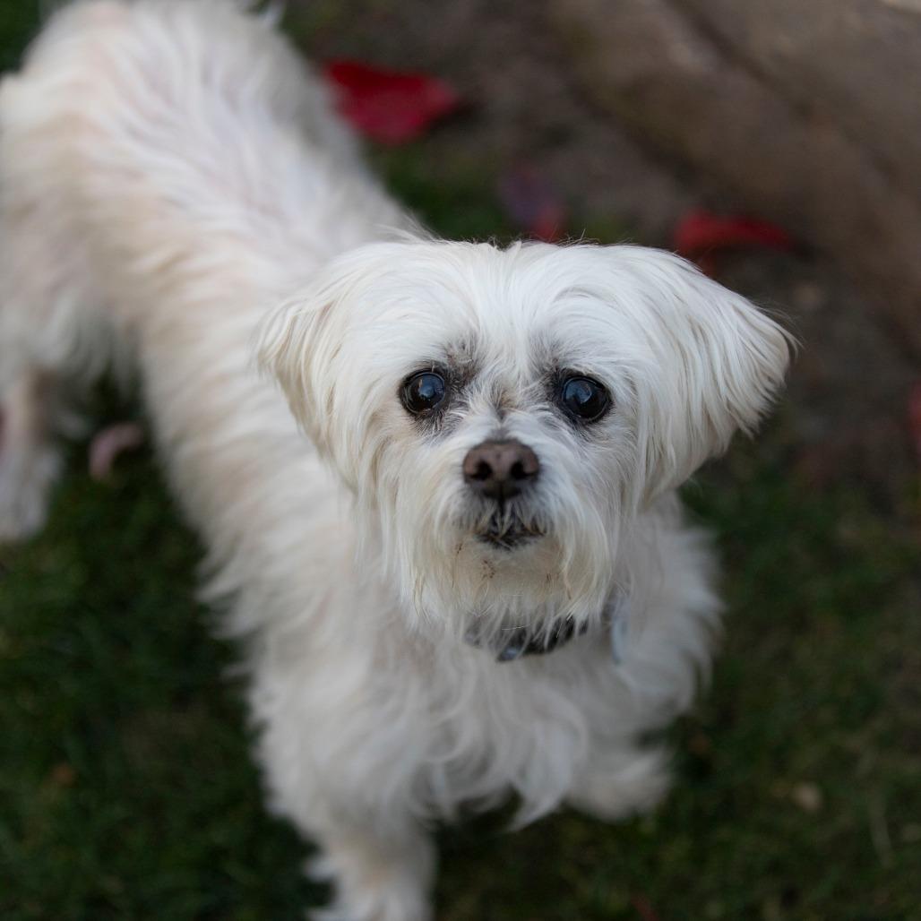 Bella (S25-180), a Adoptable Maltese in Peyton, CO image 1/6