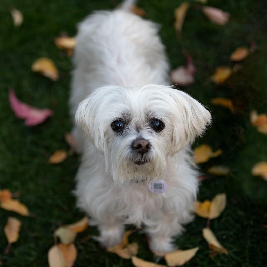 Bella (S25-180), a Adoptable Maltese in Peyton, CO image 4/6