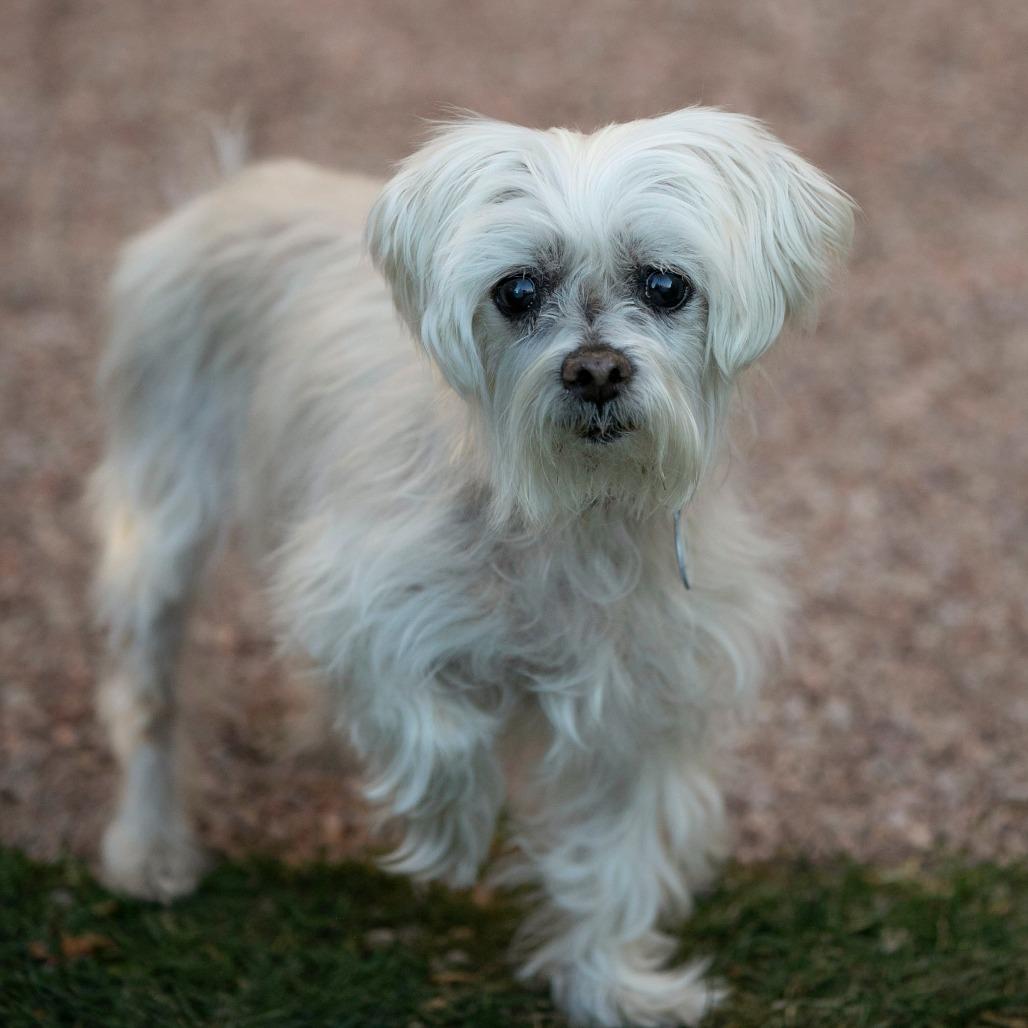 Bella (S25-180), a Adoptable Maltese in Peyton, CO image 5/6