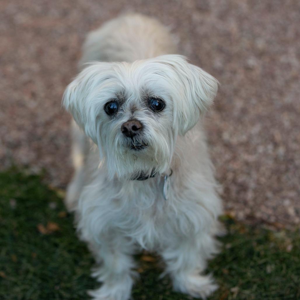 Bella (S25-180), a Adoptable Maltese in Peyton, CO image 6/6