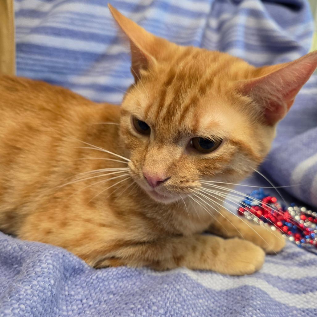 Johnny, Adoptable, Young Male Domestic Short Hair.