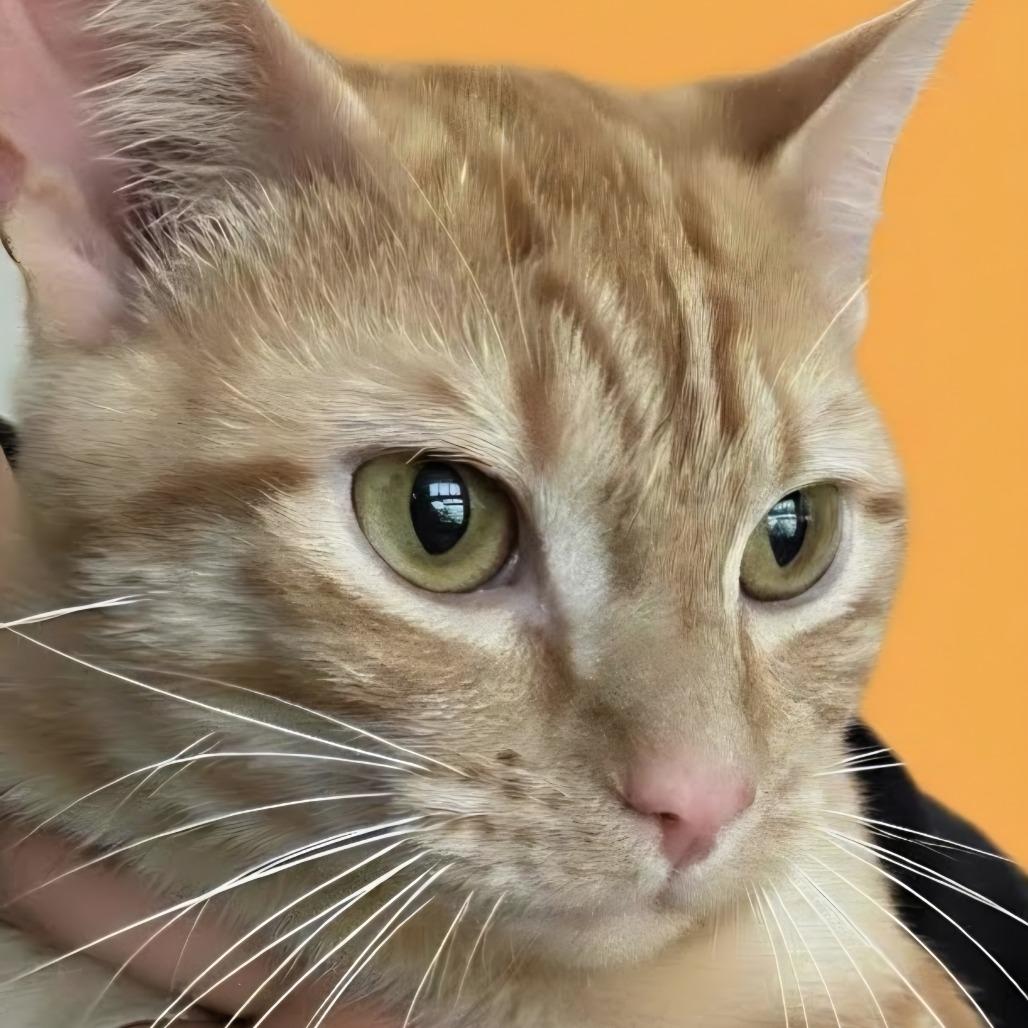 Enlarge Johnny, a Adoptable Domestic Short Hair in Bedminster, NJ image 2/3