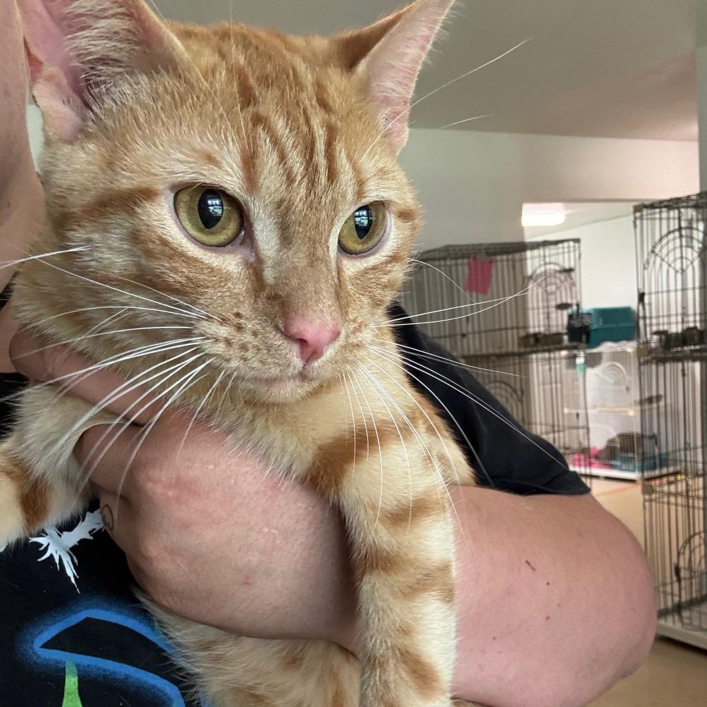 Enlarge Johnny, a Adoptable Domestic Short Hair in Bedminster, NJ image 3/3
