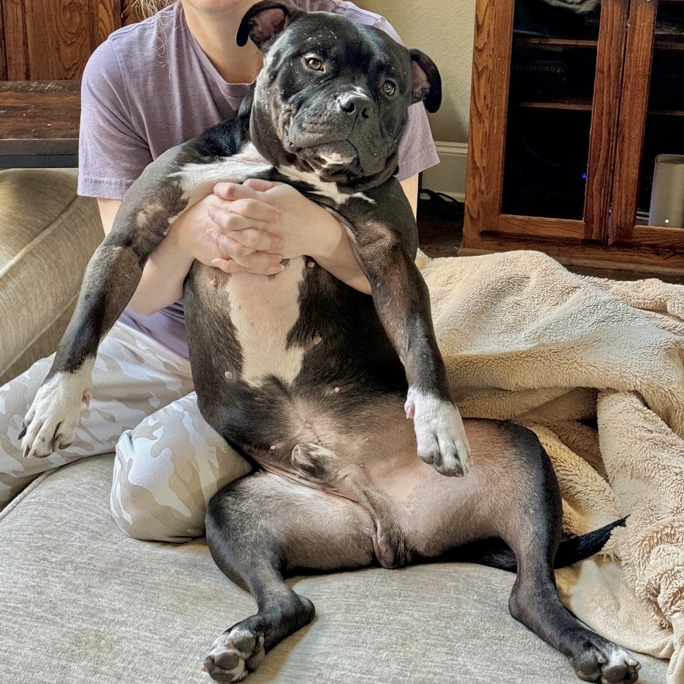 Chucky, Adult Male American Staffordshire Terrier