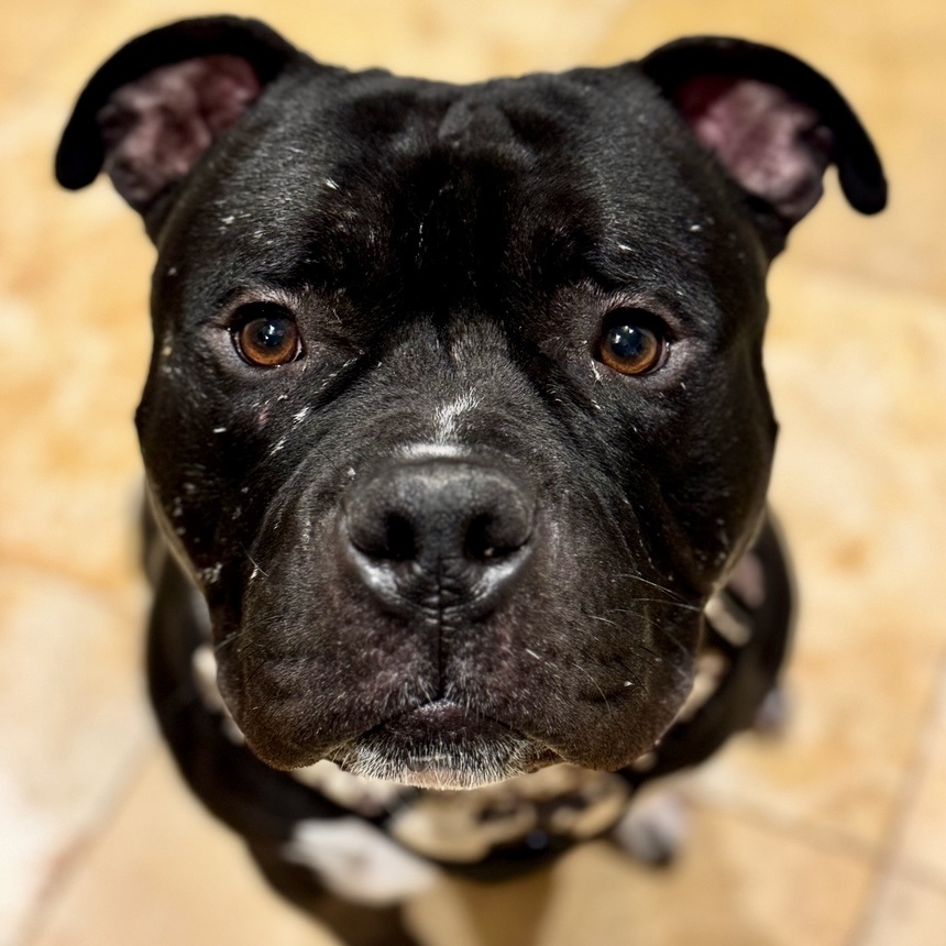 Enlarge Chucky, a Adoptable American Staffordshire Terrier in Longview, TX image 3/6