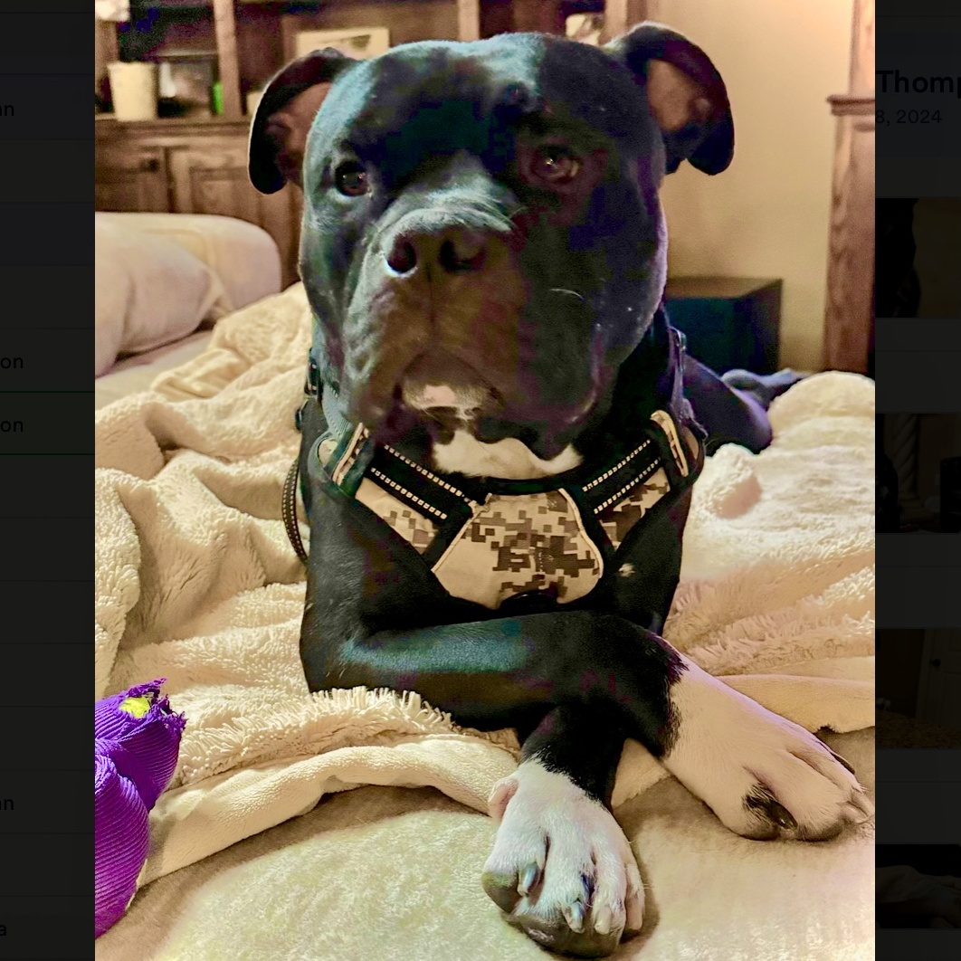 Enlarge Chucky, a Adoptable American Staffordshire Terrier in Longview, TX image 2/6